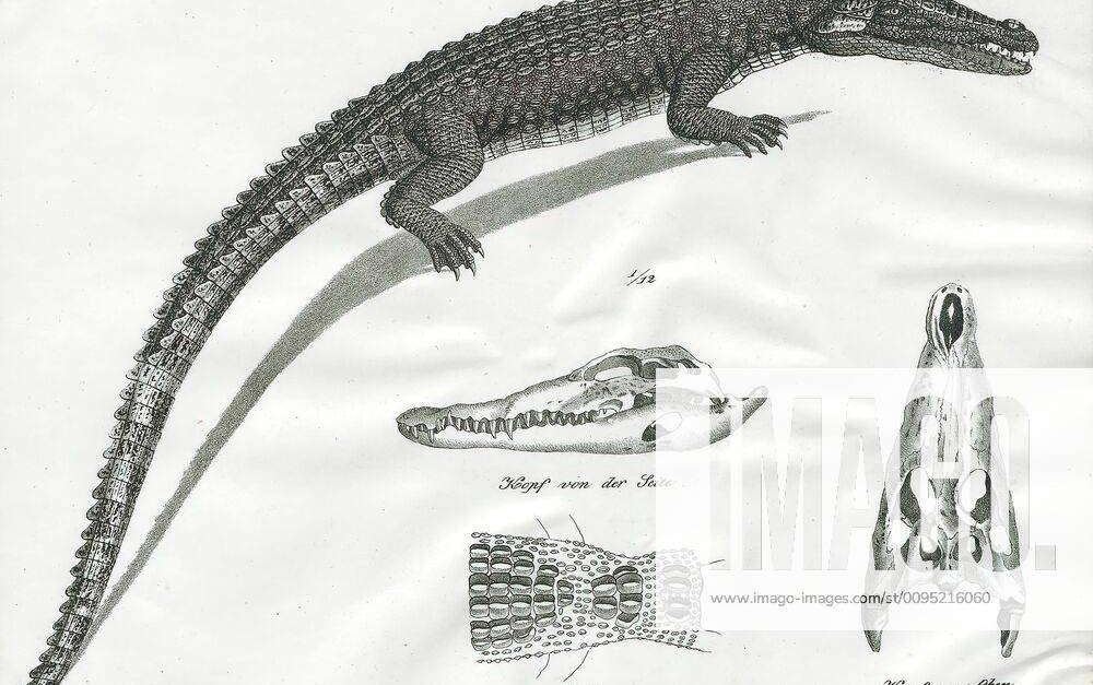 Crocodilus vulgaris, Print, Crocodylus, Crocodylus is one of three ...