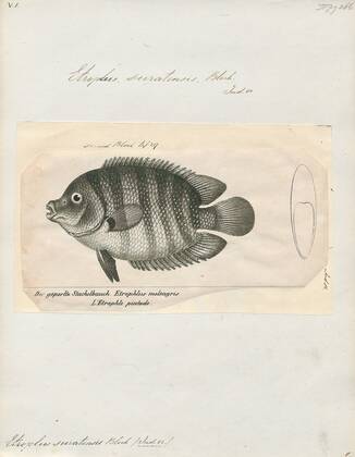 Etroplus suratensis, Print, The green chromide (Etroplus suratensis) is ...