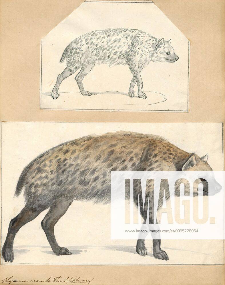 Hyaena crocuta, Print, Hyaena is a genus comprising two of the living
