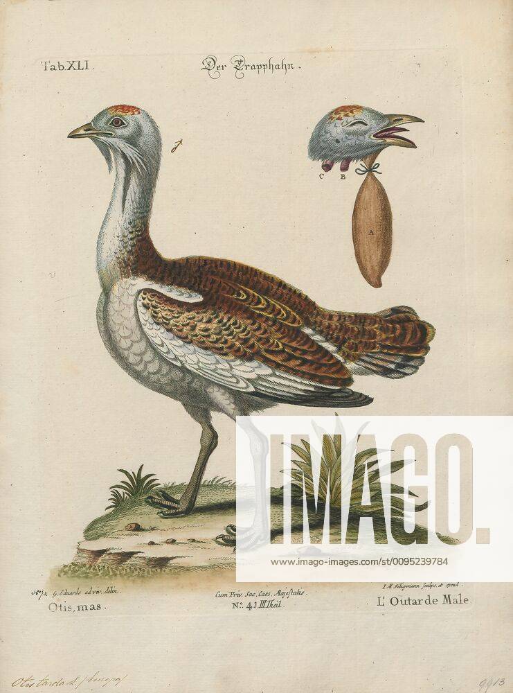 Otis tarda, Print, The great bustard (Otis tarda) is a bird in the ...