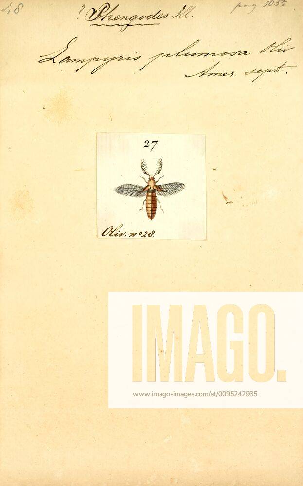 Phengodes, Print, Phengodes Is A Genus Of Glowworms In The Family Of 