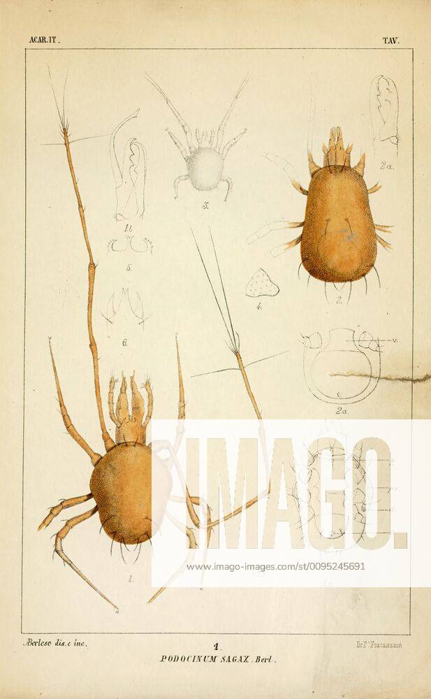 Podocinum, Print, Podocinidae is a family of mites in the order ...