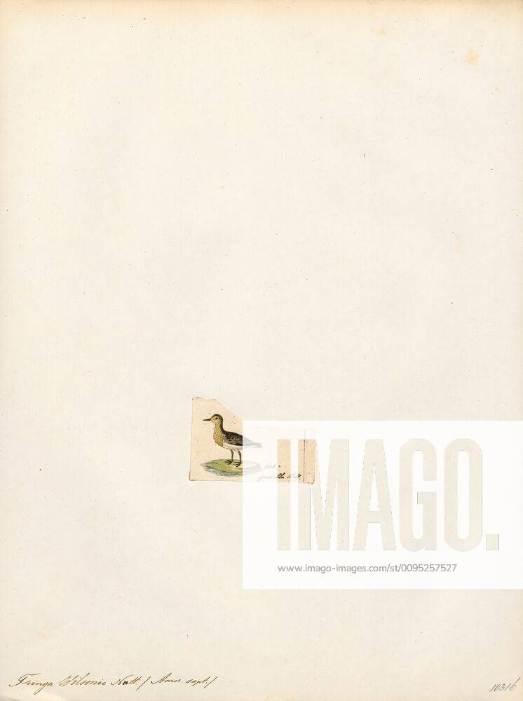 Tringa wilsonii, Print, Tringa is a genus of waders, containing the