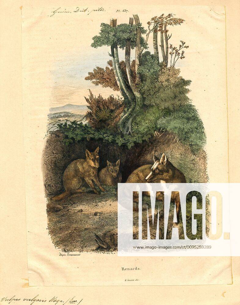 Vulpes vulgaris, Print, Vulpes is a genus of the Canidae. The members ...