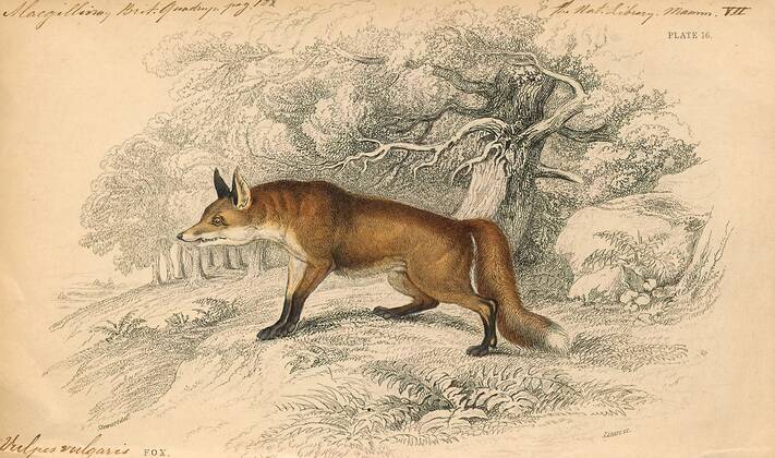 Vulpes vulgaris, Print, Vulpes is a genus of the Canidae. The members ...