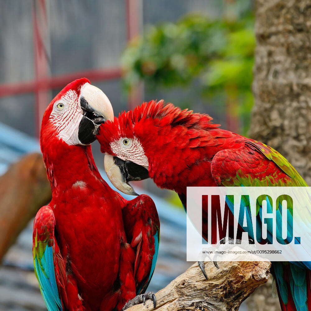 Colorful Greenwinged Macaw aviary Y