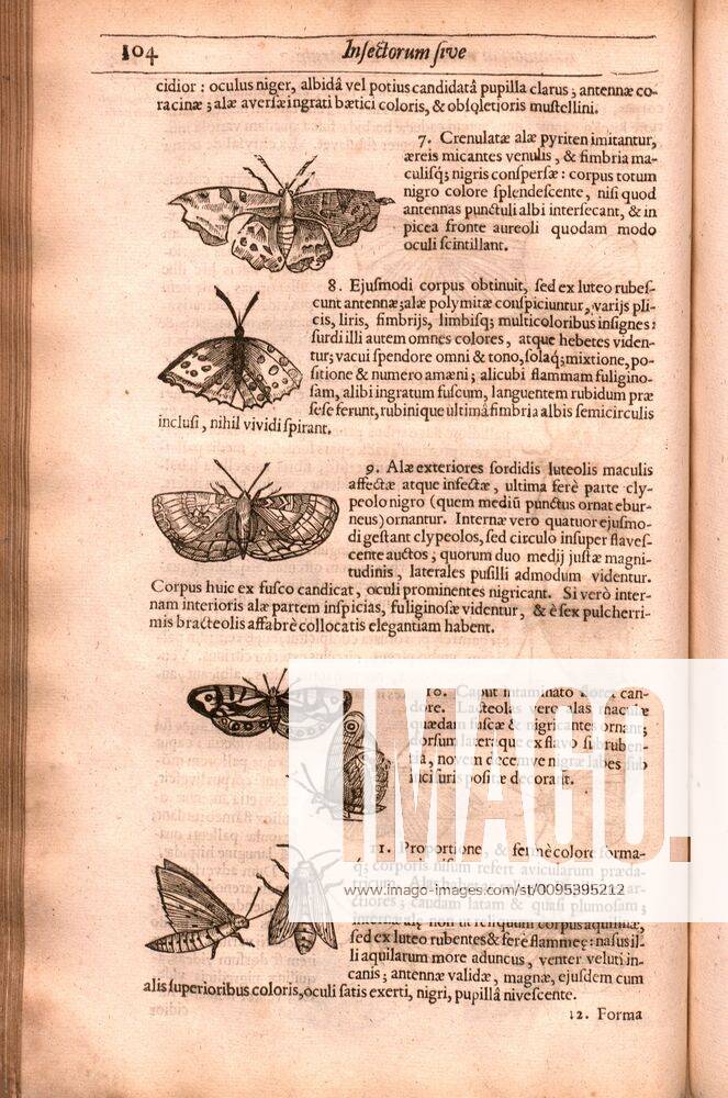 Butterfly newspaper 7, Butterfly Species or Butterflies, p. 104, 1634 ...