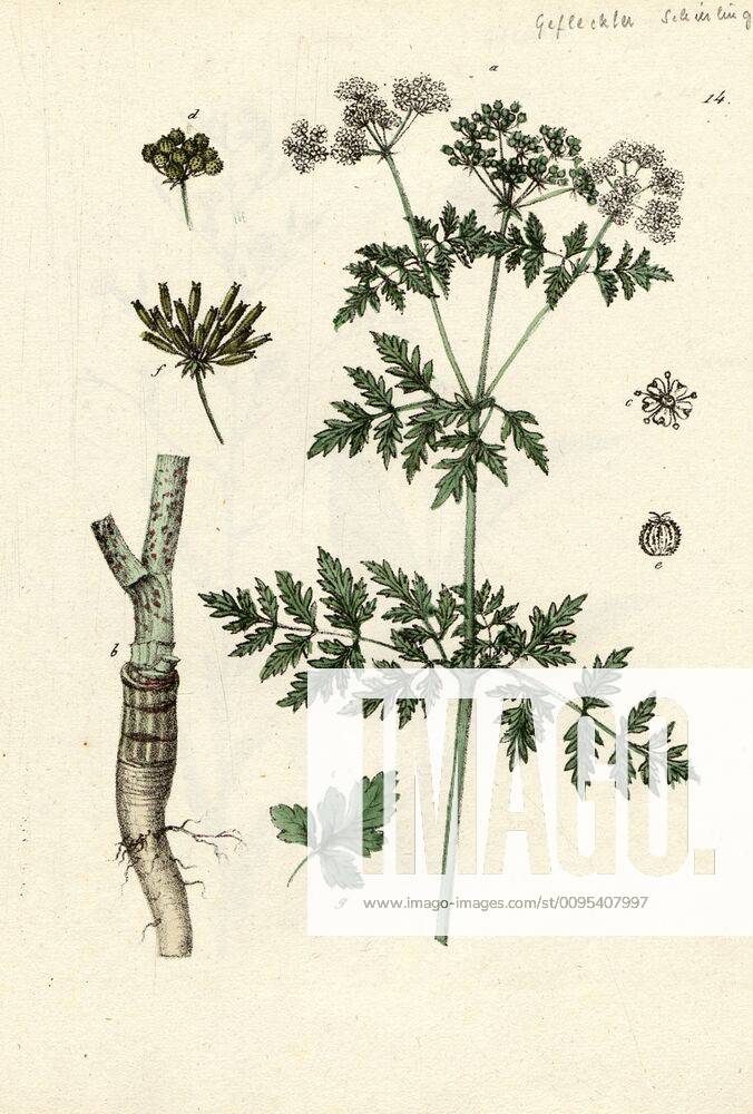 Conium maculatum L., Spotted hemlock, large hemlock, boll, etc, Fig. 14 ...