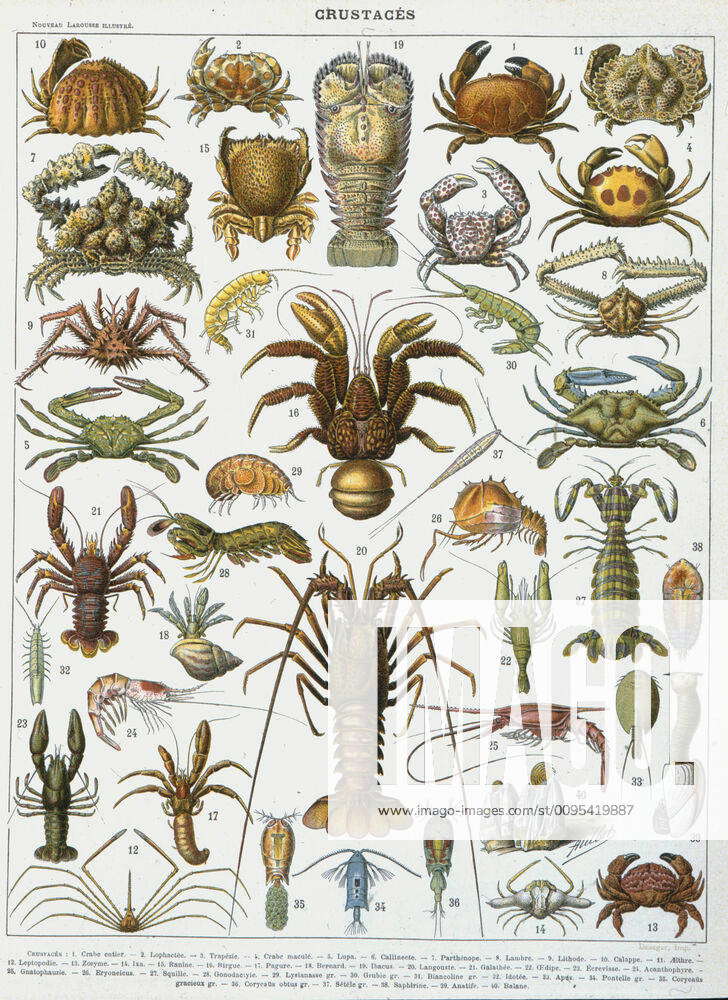Crustace Zoo of crustaceans, crabs, lobsters, lobsters, shrimps in New ...