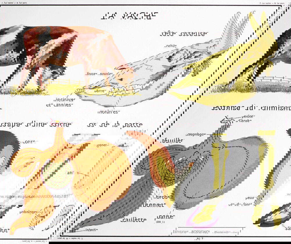Zoology Zoological map The cow, her bone head, her leg bone, her horn