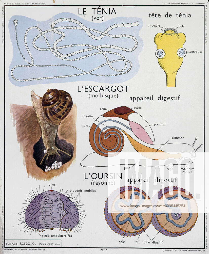 Zoology Zoological The tenia worm and its head, the mollusc