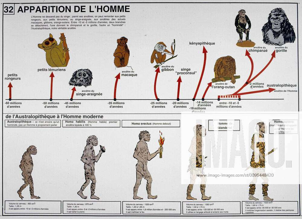 evolution of man chart