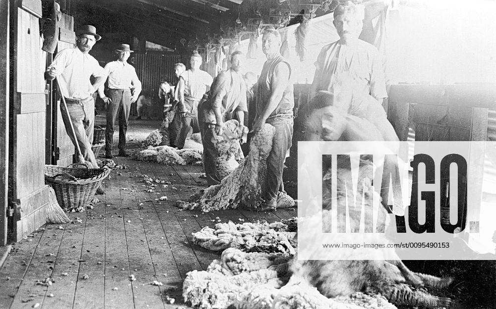 Negative Shearers at Work on Portland Downs Station, Isisford