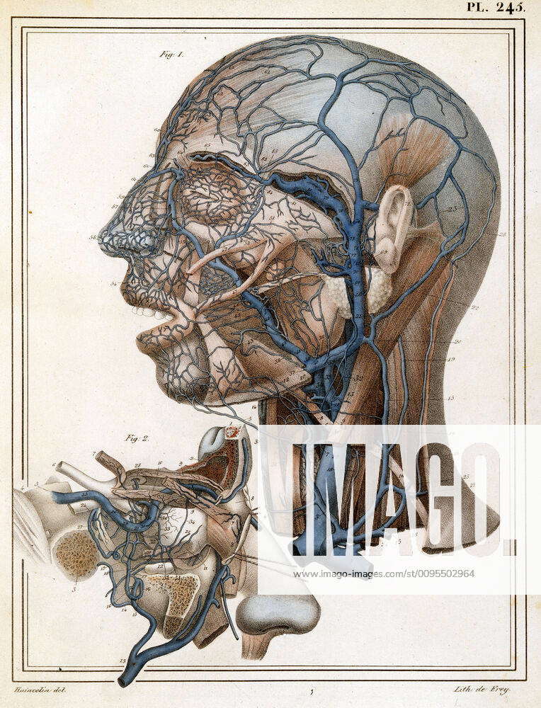 MEDECINE Anatomy MEDECINE Head with vein network and nose and cheekbone ...