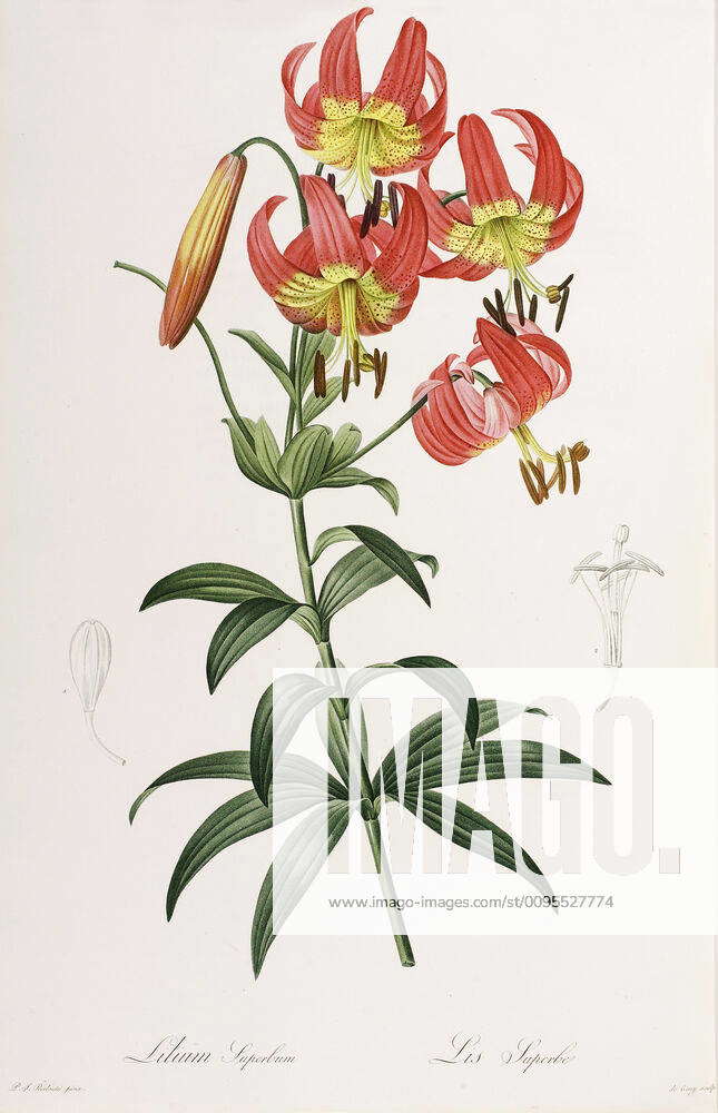 BOTANIQUE XVIIIth s Lis superbe Planche Botanique from the book by ...