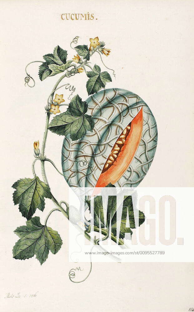 BOTANIQUE XVIIIeme s Melon melo Planche Botanique from the book by