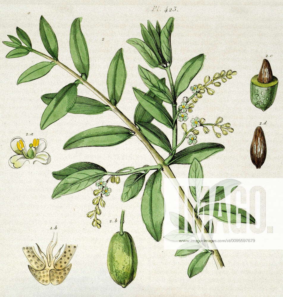 Botany Olive Olea Olea Europea Engraving Of The Picturesque Dictionary 