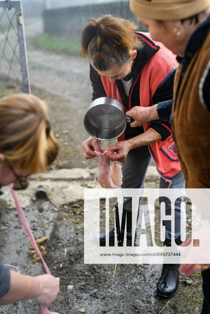 Traditional pig slaughter in Croatia A women cleans a pig intestine of ...