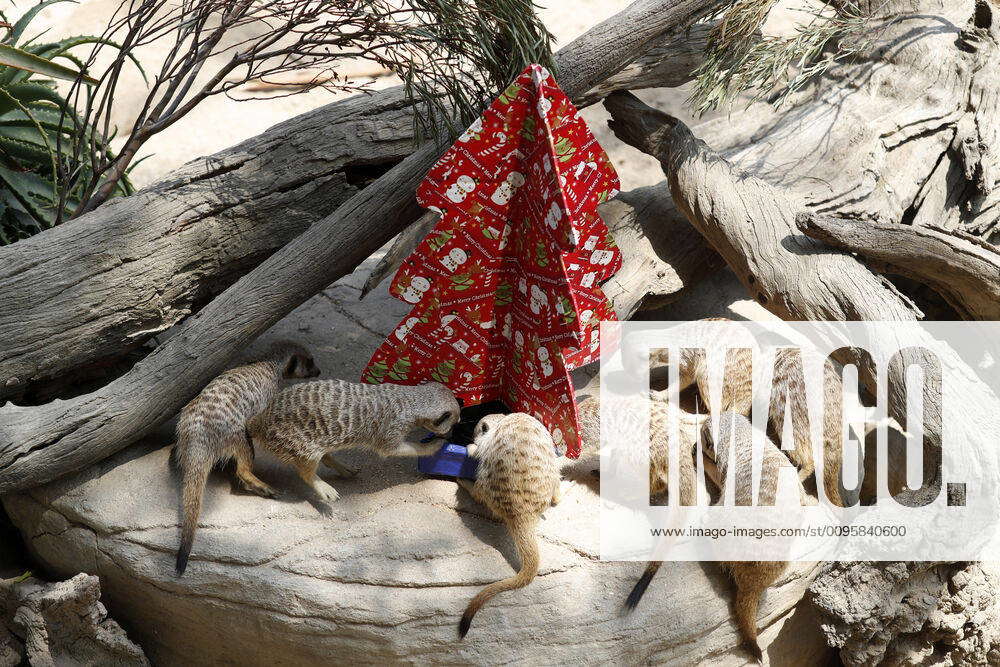 ADELAIDE ZOO CHRISTMAS, Meerkats enjoy their Christmas gifts at