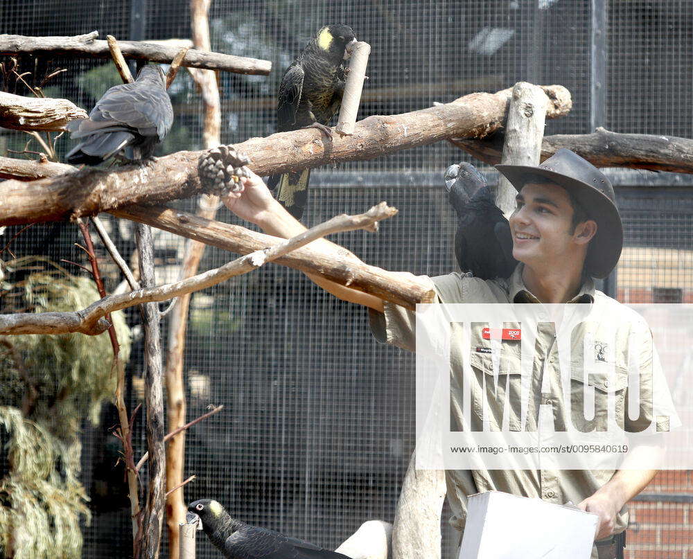 ADELAIDE ZOO CHRISTMAS, Bird Keeper Paul Kotz gives the Black Cockatoos