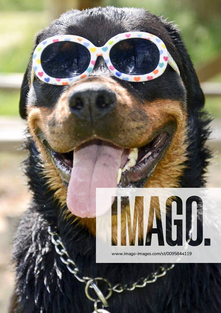 good-humoured rottweiler rottweiler sunglasses dog child