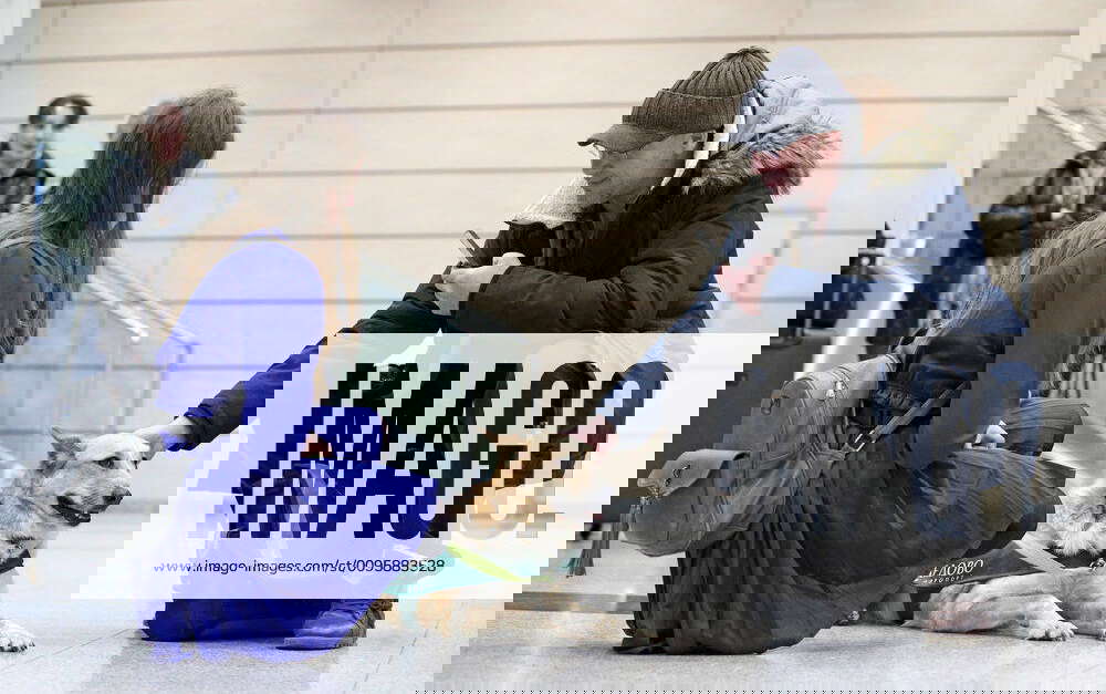 MOSCOW REGION, RUSSIA DECEMBER 28, 2019 A passenger pets a therapy