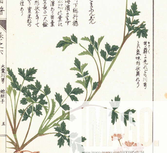 BOTANIC XIXth c Cnidium japonicum Illustration taken from the work of ...