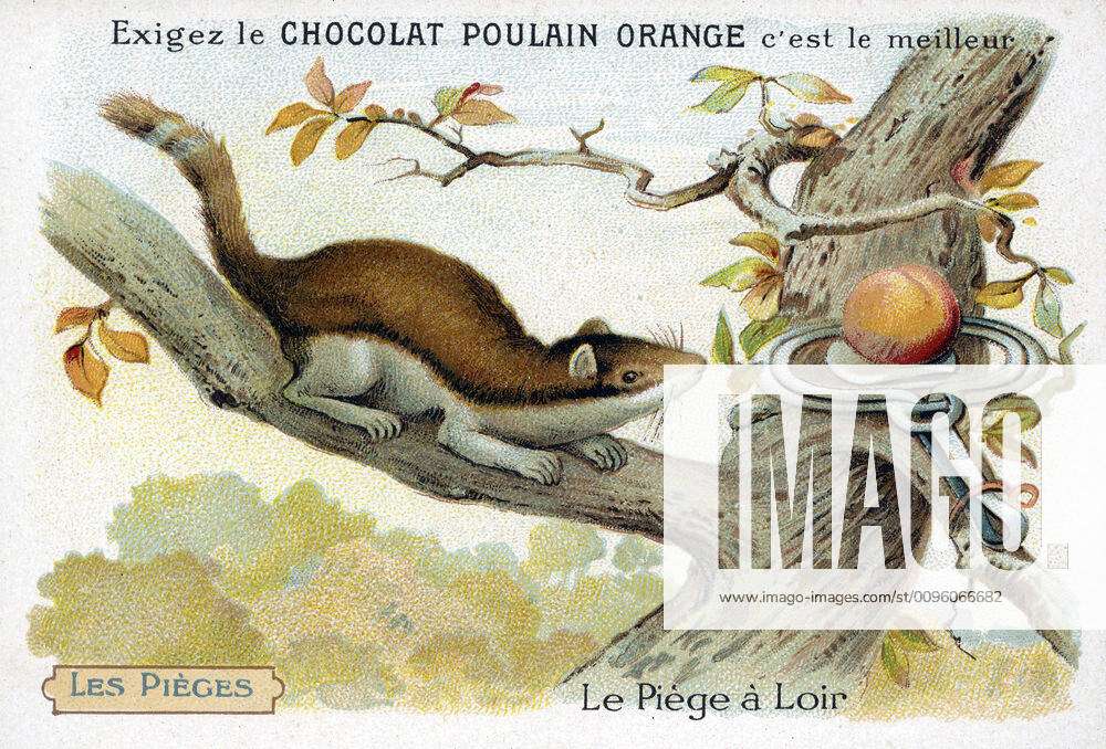 LOIR Le pie a loir , pose in a Chromo tree around 1905, series on the traps