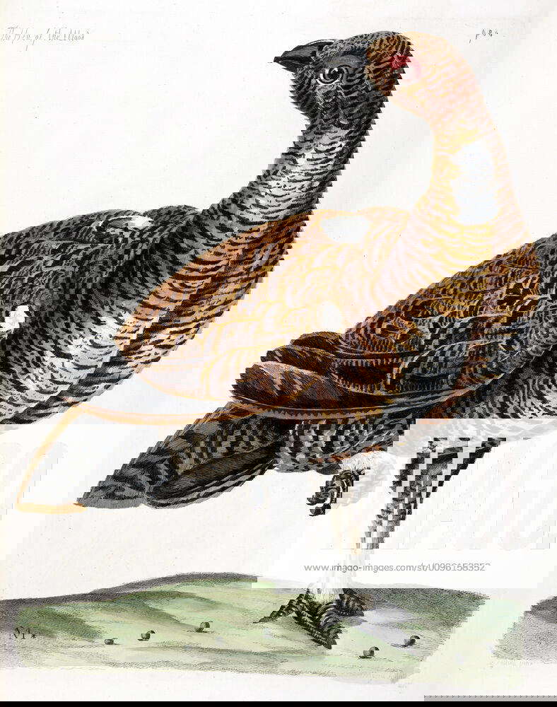 ZOOLOGY XVIIIth c Poule des bois Zoological plate taken from Thomas Pennant La zoologie