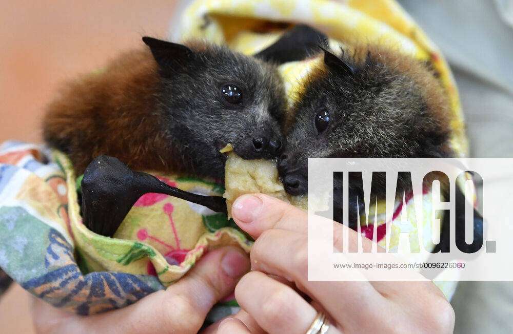 Australia Zoo Hospital Grey Headed Flying Foxes Which Are Being