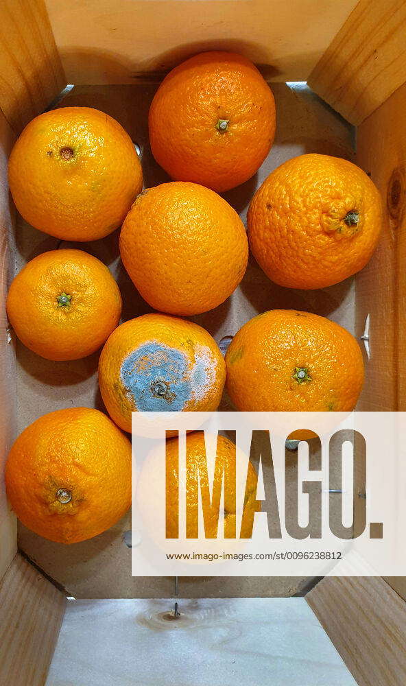 Orange, Apfelsine (Citrus sinensis), verschimmelte Apfelsine in einer