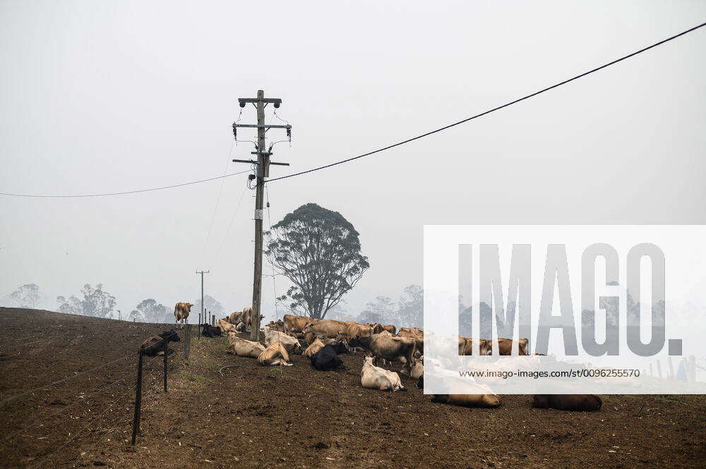 COBARGO BUSHFIRE RECOVERY, Cattle are seen on Tim Salway s farm on the ...