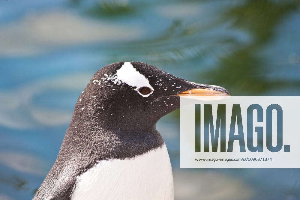 gentoo-penguin-latin-name-pygoscelis-papua-typical-of-falkland-islands