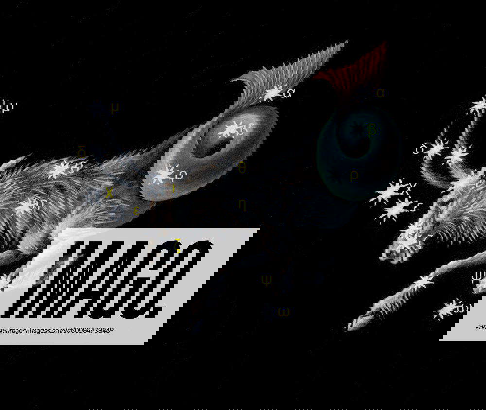 Sign on zodiac constellation The Sea Goat (Capricorn) Sign on zodiac