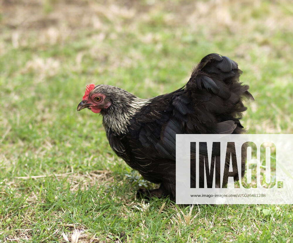 Birchen Cochin Bantam Hen - backyard poultry - pekin black black and ...