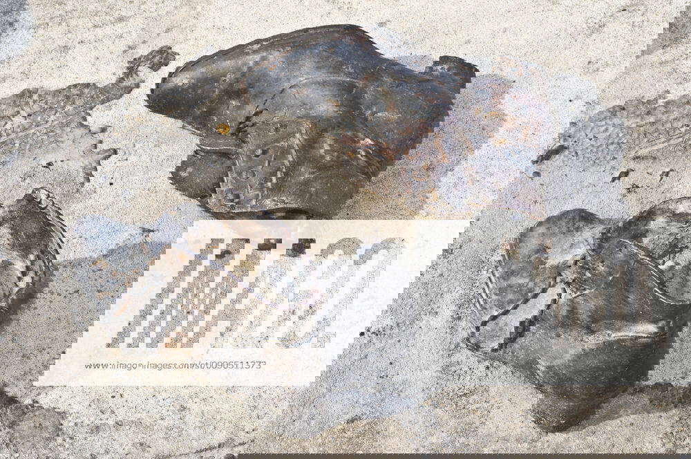 Memorial at the Danube shoes symbolizing the massacre of people shot at