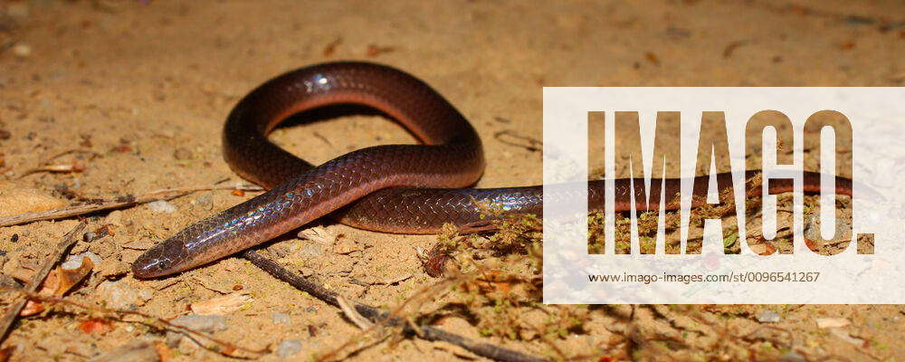 Eastern Wormsnake (Carphophis amoenus) An Eastern Wormsnake (Carphophis ...