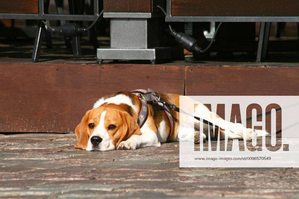 Bored beagle store