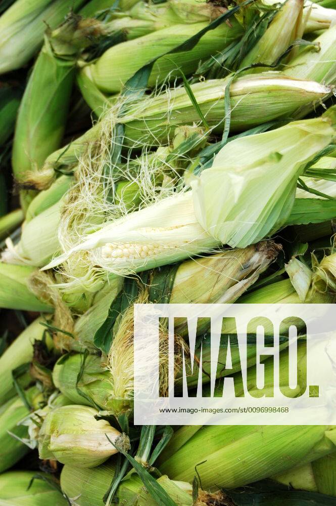 Stack of corn Stack of corn waiting to shucked at the