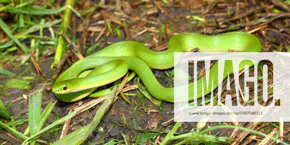 Smooth Greensnake, Opheodrys vernalis