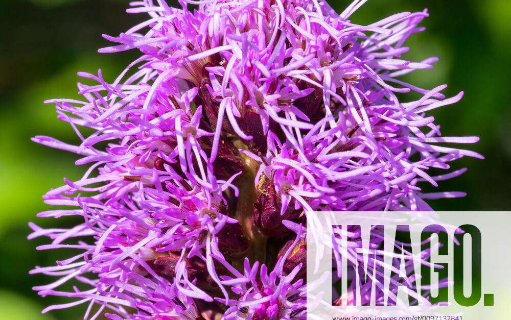 Chartreuse Liatris spicata