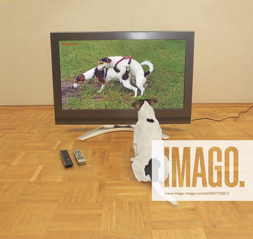 Jack Russell Terrier watches TV, dog porn, Berlin, Germany, Europe