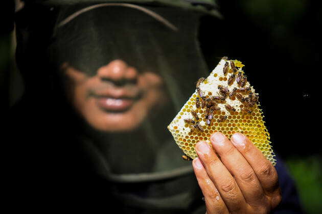 Harvesting Honey Bees in Bandung Regency, West Java - 22 February 2020 ...