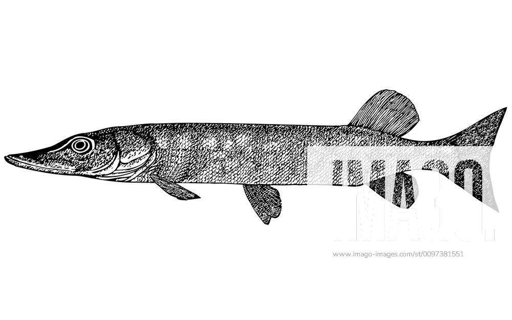 Fish Esox Incius illustration All copyrights on this picture, I possess ...