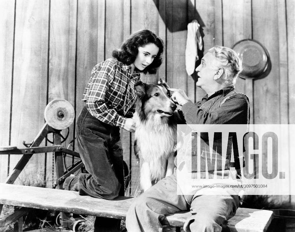 Courage Of Lassie From Left Elizabeth Taylor Frank Morgan 1946 Courtesy Everett Collection 