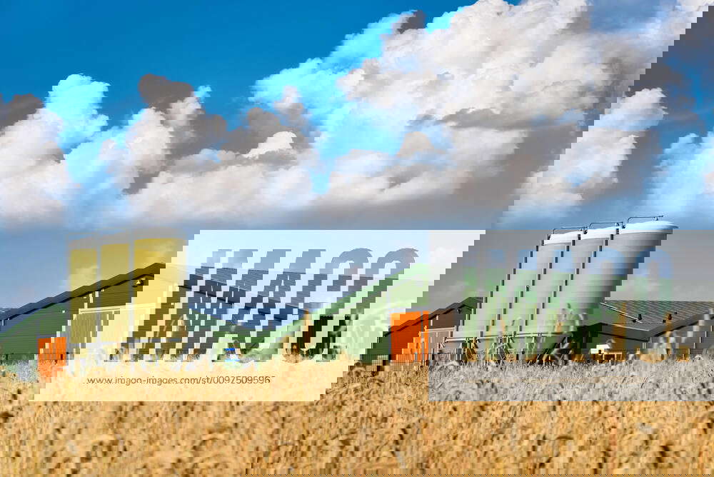 Poultry fattening, fattening house for chickens hidden behind ears of