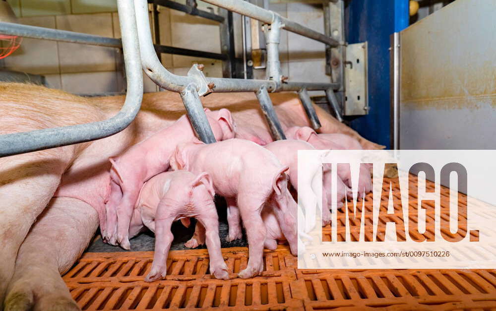 Konventionelle Schweinehaltung - kleine Ferkel saugen am Euter ihrer ...