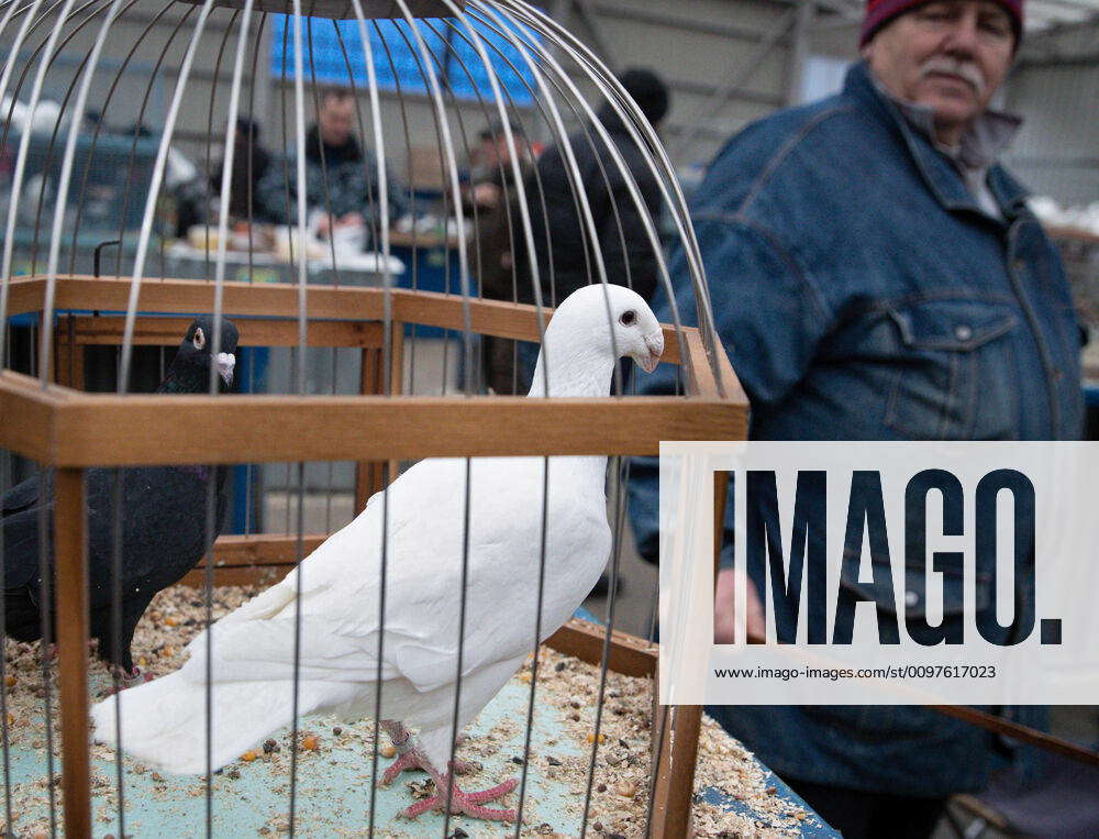 MOSCOW, RUSSIA - MARCH 7, 2020: A German Beauty Homer pigeon at the ...