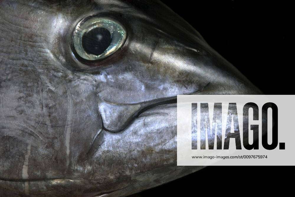 Yellowfin Tuna Facts (Thunnus albacares)