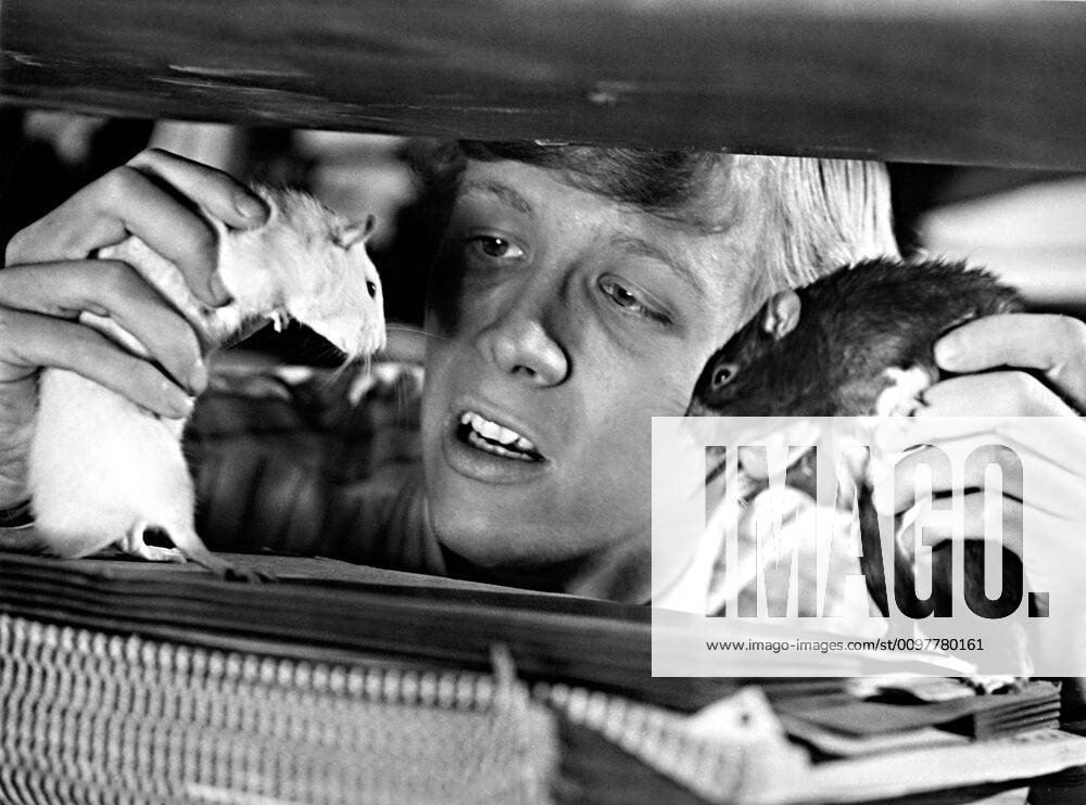 WILLARD, Bruce Davison, with pet rats, Socrates and Ben, 1971 Courtesy ...